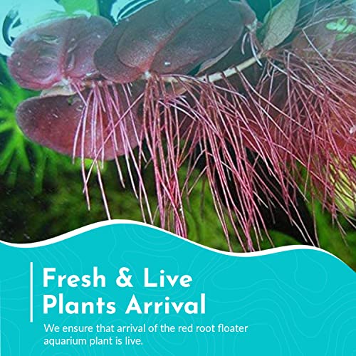 Red Root Floater Live Aquarium Plants - 4oz