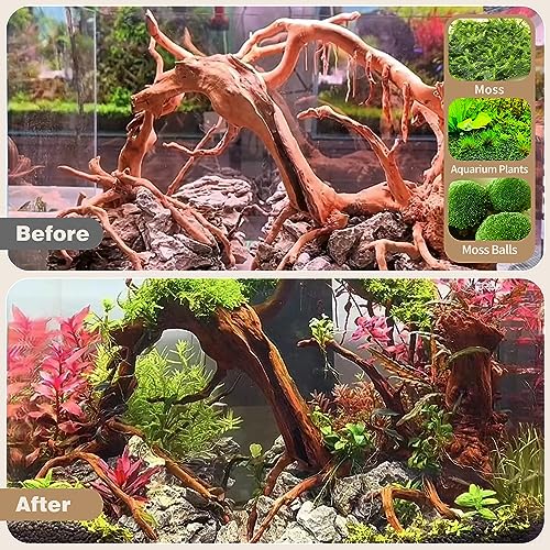 Natural Spider Wood Driftwood for Aquariums - 7 PCS