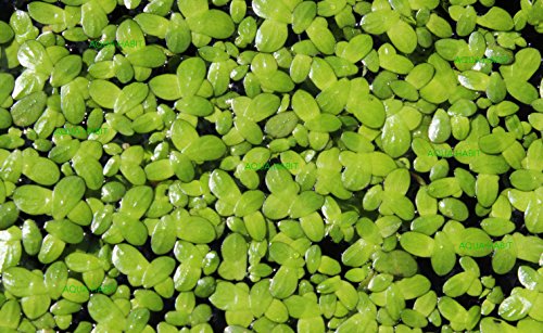 Live Duckweed Plants (Lemna Minor) - 500 Count