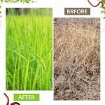 4 Pcs Inground Worm Composter with Lids