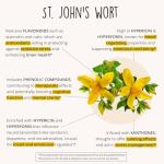 Mood Support Supplement - 7 Herbs & St. John's Wort