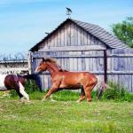 Crow Raven Weathervane for Yard and Garden