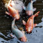 Set of 2 Antique Koi Fish Garden Statues