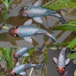 Set of 2 Antique Koi Fish Garden Statues