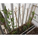 10-Pack Bamboo Trellis for Climbing Plants