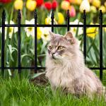 Thealyn Decorative Metal Garden Fence Panels