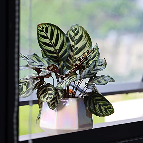 Modern Ceramic Planters with Drainage Hole Set