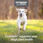 Nutramax Cosequin for Dogs Joint Health Supplement, Contains Glucosamine, Plus Chondroitin, MSM and Omega-3s, Supports Joint and Skin and Coat Health, Soft Chews, 120 Count