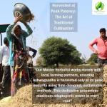 Organic Ashwagandha Rhodiola Ginseng Mood Support Adaptogen