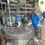 Organic Ashwagandha Rhodiola Ginseng Mood Support Adaptogen