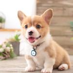 Pawaii Red Pet ID Tag