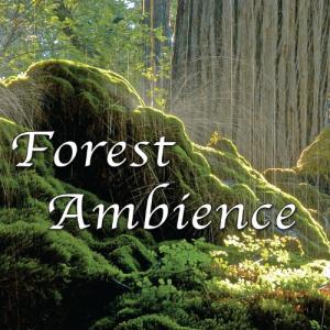 Forest Sounds for Relaxation and Sleep Therapy