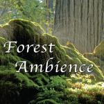 Forest Sounds for Relaxation and Sleep Therapy