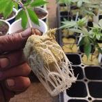 ANAJOY Rockwool Grow Cubes for Hydroponics