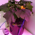 5 Gallon DWC Hydroponic Bucket Kit