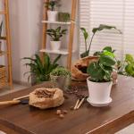 Lightweight Clay Pebbles for Hydroponics and Plants