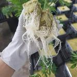 ANAJOY Rockwool Grow Cubes for Hydroponics