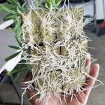 ANAJOY Rockwool Grow Cubes for Hydroponics