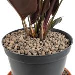 Clay Pebbles for Hydroponics - pH Neutral & Reusable