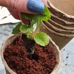 Coco Coir 10 Litres - Organic Growing Media