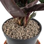 Clay Pebbles for Hydroponics - pH Neutral & Reusable