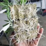Zibeem 25 Rockwool Cubes for Plant Propagation