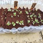 Coco Coir 10 Litres - Organic Growing Media