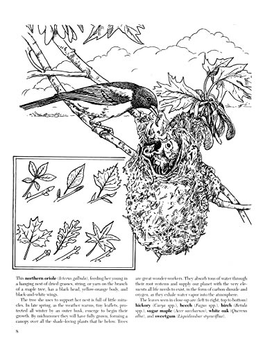 A Walk in the Woods Coloring Book