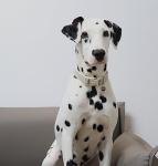 DOGWONG Hemp and Cotton Dog Collar - Soft & Strong