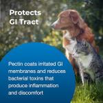 Pet Pectillin Anti-Diarrheal 4 oz - Pack of 3
