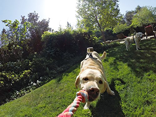 GoPro Fetch Dog Harness - GoPro Mount