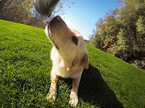 GoPro Fetch Dog Harness - GoPro Mount