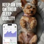 FitBark Two Dog Activity Monitor - Black