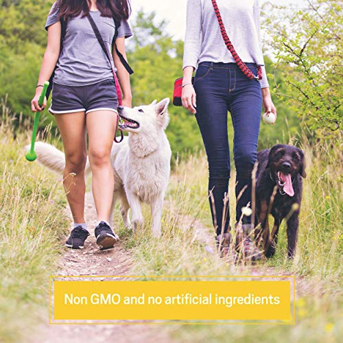 Ancient Nutrition Bone Broth Protein, Banana Creme Flavor