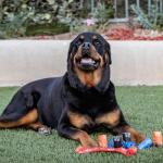 Dog Poop Bags - 150 Leak Proof & Thick