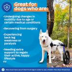 Walkin' Wheels Dog Wheelchair for Medium/Large Dogs