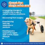 Dog Wheelchair for Medium/Large Dogs - Vet Approved