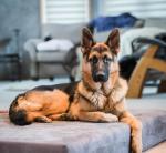 Barker Beds Large Orthopedic Dog Bed with Memory Foam