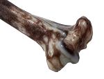 Jurassic Bone Dog Chew Toy for Aggressive Chewers