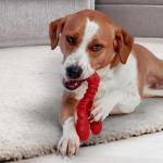Nylabone Tough Lobster Chew Toy for Dogs