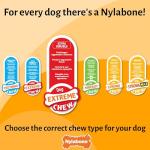 Nylabone Tough Lobster Chew Toy for Dogs