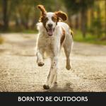 Skinners Field & Trial Maintenance Dog Food 15kg