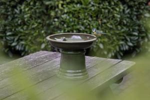 Green Pedestal Birdbath – Small Ceramic Design