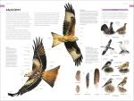 RSPB Photographic Field Guide to British Birds