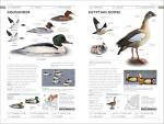 RSPB Photographic Field Guide to British Birds