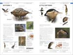 RSPB Photographic Field Guide to British Birds