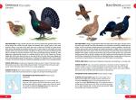 RSPB British Birds Pocket Guide