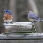 Mealworm and Robin Bird Feeder Tray