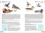 RSPB British Birds Pocket Guide