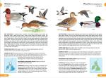 RSPB British Birds Pocket Guide